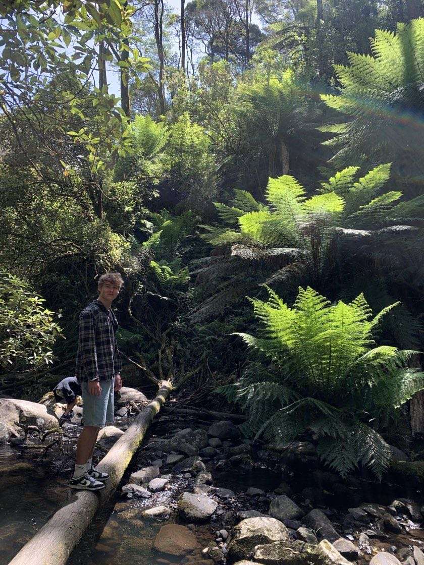 Daniel Schade auf einem Baumstamm im Farn-Regenwald an der australischen Ostküste